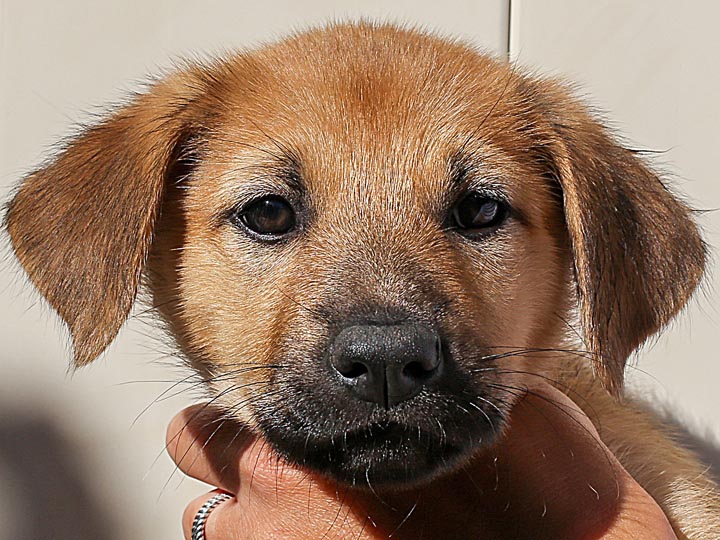 chinook puppy